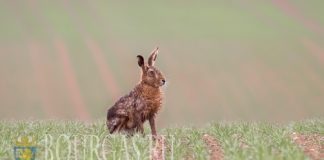 Диких зайцев в Болгарии косит заячий грипп