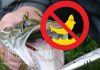 Лов щуки в реках и озерах Болгарии запрещен