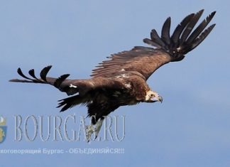 Черный гриф вернулся в болгарское небо