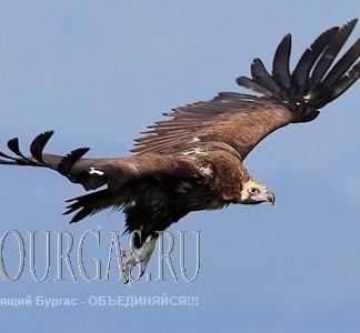 Черный гриф вернулся в болгарское небо