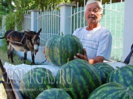 19 июля 2016 года, Болгария, Любимец, Южная Болгария, знаменитые болгарские арбузы