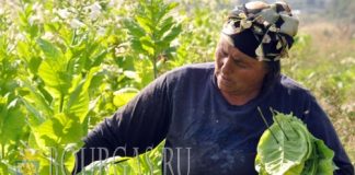 11 августа 2016 года, Болгария, села Книжовник Хасковская область - сбор болгасркого табака