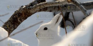 Плодовым деревьям в Болгарии - сейчас зайцы опаснее морозов