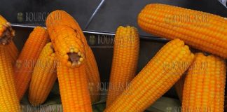 Вареная кукуруза в Болгарии опасна для здоровья
