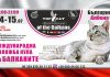 В Албене пройдет Международная выставка кошек – TOP CAT on the Balkans