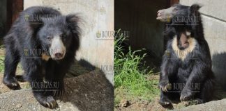 В Софийском зоопарке появился свой медведь Балу