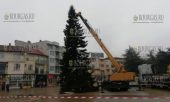 21-го ноября в центре болгарского городка Казанлык установлена настоящая Рождественская ель
