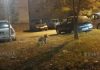 Один из районов болгарского городка Кюстендил оккупировали лисы