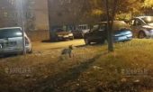 Один из районов болгарского городка Кюстендил оккупировали лисы