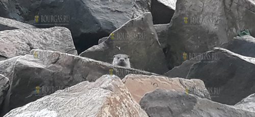 на пляже в Бургасе появилась выдра