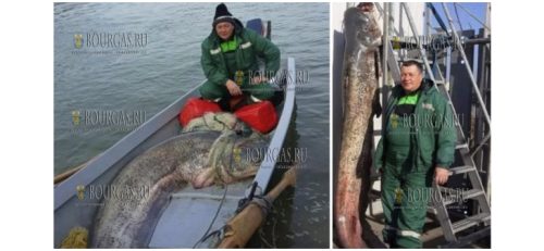 В Дунае у болгарских берегов поймали 2,5 метрового сома