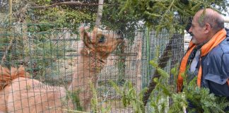 В зоопарк Варны приносят елки