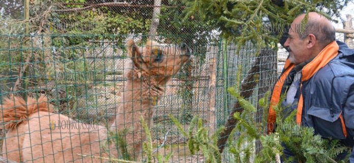 В зоопарк Варны приносят елки