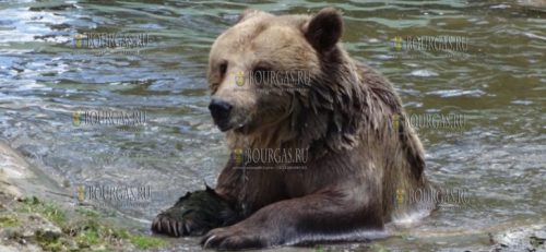 бурая медведица Свобода Варненский зоопарк