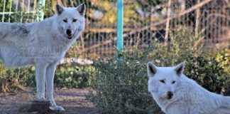 Полярные волки в зоопарке Бургаса