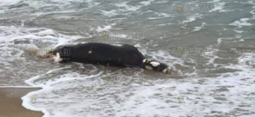 туша коровы в море