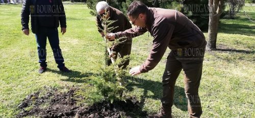 В Бургасе было высажено 15 атласский кедров