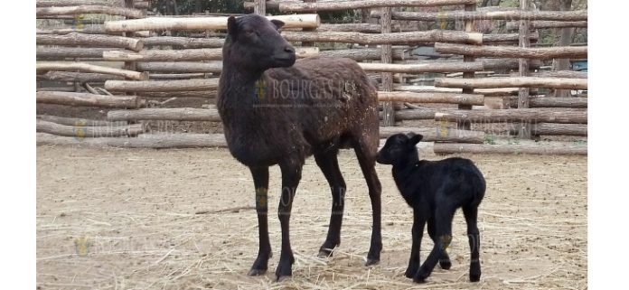 В зоопарке Варны родился муфлон