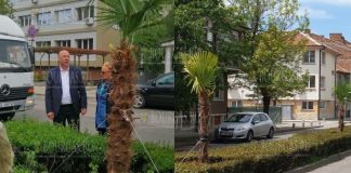 Пальмы украсят центр Поморие