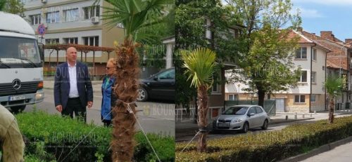 Пальмы украсят центр Поморие