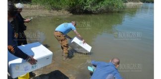 В районе Силитры в Дунай выпустили конфискованных угрей