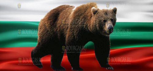 Браконьеры в Болгарии застрелили бурого медведя