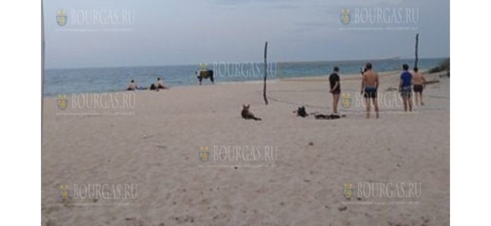 Коровы посетили пляж в районе Варны