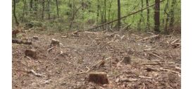 Браконьеры побили лесника в Варненской области