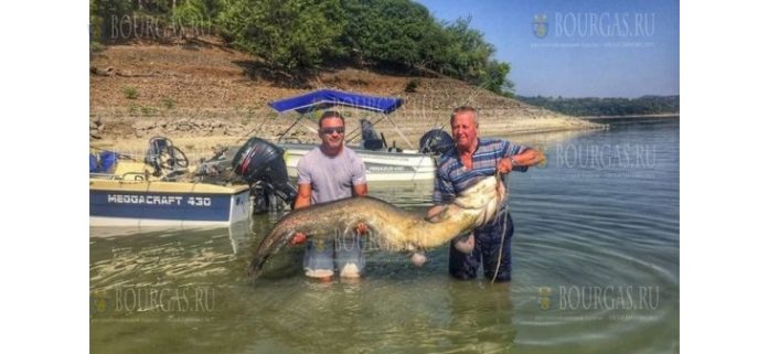 Рыбаки на озере Студен кладенец - поймали 50-килограммового сома