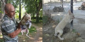 волки в зоопарке Варны