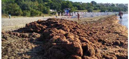 Тонны водорослей выбрасывает море в районе Сарафово