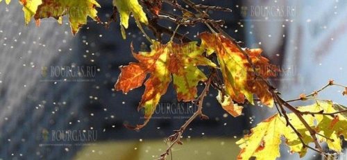 Миллионы мух атакуют на Разград