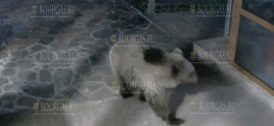 В Болгарии дикий медведь пришел в отель, чтобы принять ванну