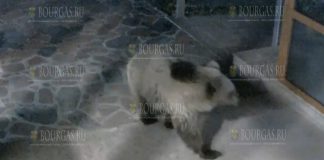 В Болгарии дикий медведь пришел в отель, чтобы принять ванну