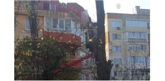 В Варне, в районе “Приморски” ликвидировали опасные деревья