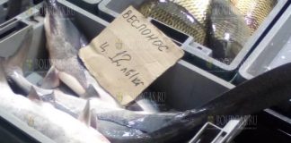 веслонос в Бургасе
