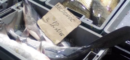 веслонос в Бургасе