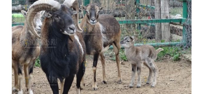 В зоопарке Варны появились на свет два муфлона