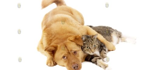 кошки и собаки в Болгарии