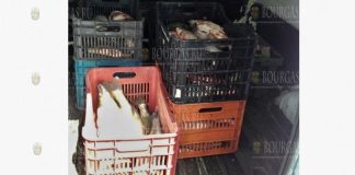 В Бургасе остановили микроавтобус с 200 килограммами незаконно выловленной рыбы