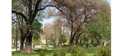 В парке Свети Никола в Софии больше не будет автомобилей