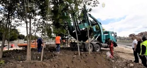 В Варне высаживают новые деревья