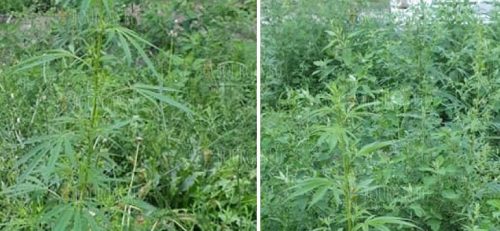 В центре Варны растет марихуана