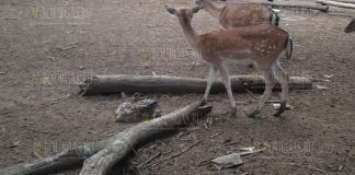 В Варненском зоопарке появились на свет два олененка