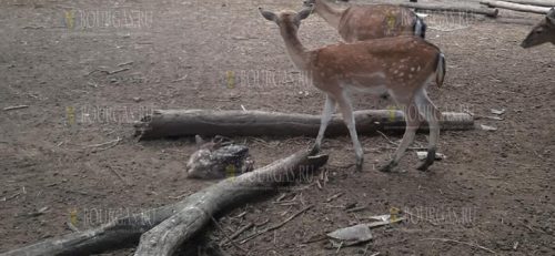 В Варненском зоопарке появились на свет два олененка