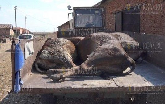 28 коров погибли в Болгарии после водопоя, который прошел на реке Марица