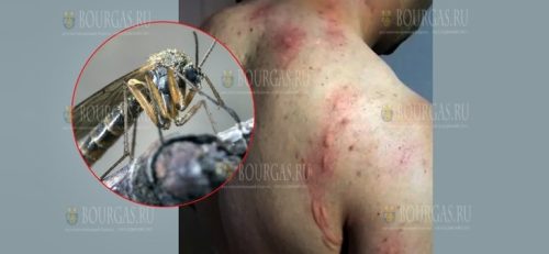 Комары атакуют жителей Силистры