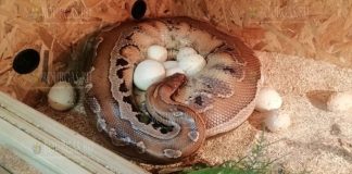 Питон на выставке Snake House в Бургасе отложила сразу 15 яиц