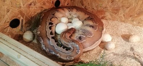 Питон на выставке Snake House в Бургасе отложила сразу 15 яиц