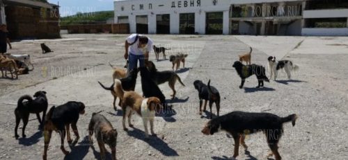 Проблема с бродячими собаками в Варне решена